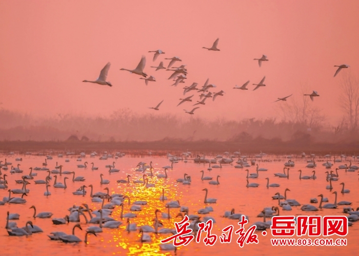 岳阳日报要闻版|万羽候鸟引客来——东古湖交出生态惠民精彩答卷